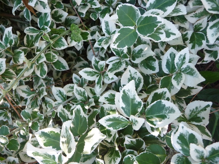 Emerald Gaiety Euonymus - Euonymus fortunei ''Emerald Gaiety'' from KG Kelly's Gardens Emerald Gaiety Euonymus - Euonymus fortunei ''Emerald Gaiety'' from KG Kelly's Gardens