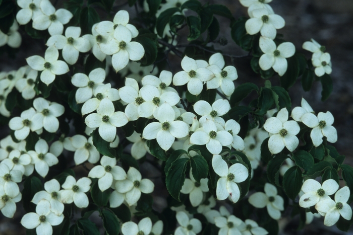 Chinese Dogwood or Kousa Dogwood - Cornus kousa from KG Kelly's Gardens Chinese Dogwood or Kousa Dogwood - Cornus kousa from KG Kelly's Gardens