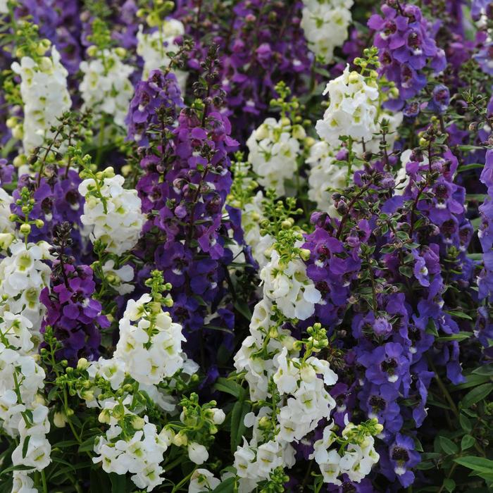 Serena® 'Waterfall Mix' - Angelonia angustifolia (Summer Snapdragon) from KG Kelly's Gardens Serena® 'Waterfall Mix' - Angelonia angustifolia (Summer Snapdragon) from KG Kelly's Gardens